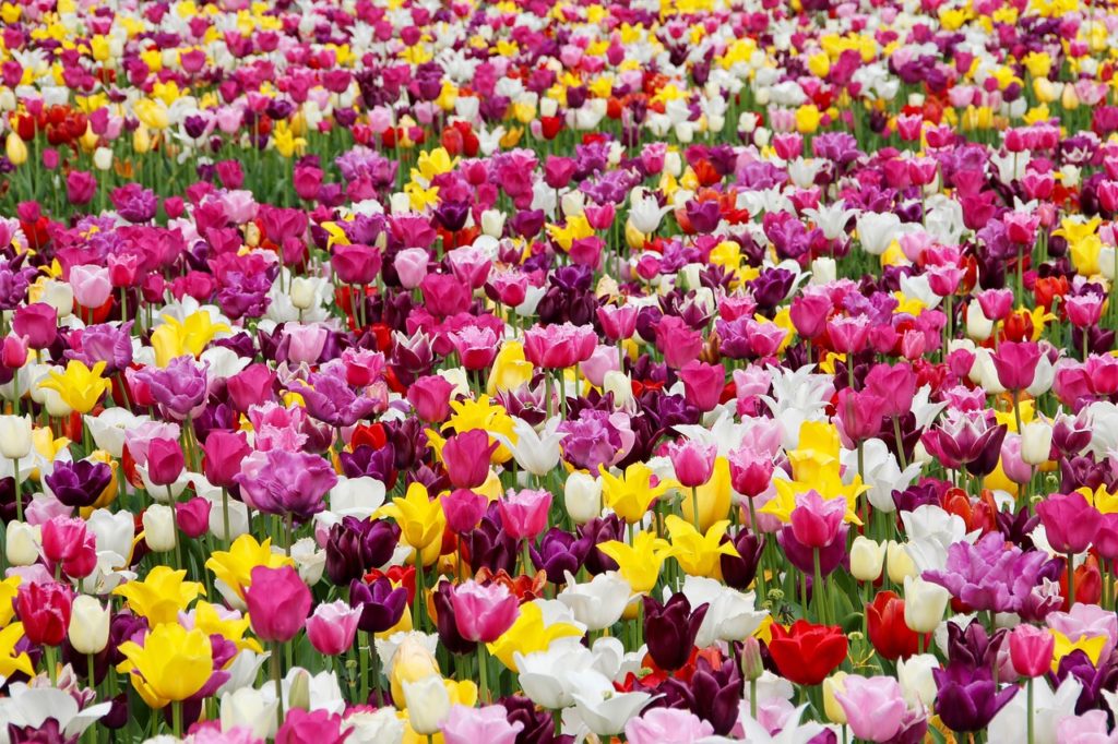 tulips, flowers, field-1405413.jpg